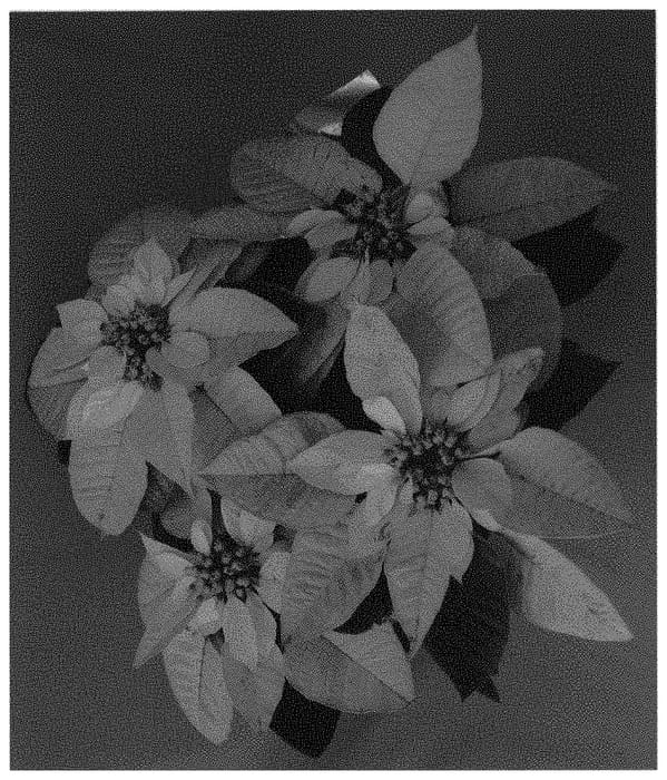 Figure 1 of US plant patent PP31921, the photograph of PER1549 printed in the patent.