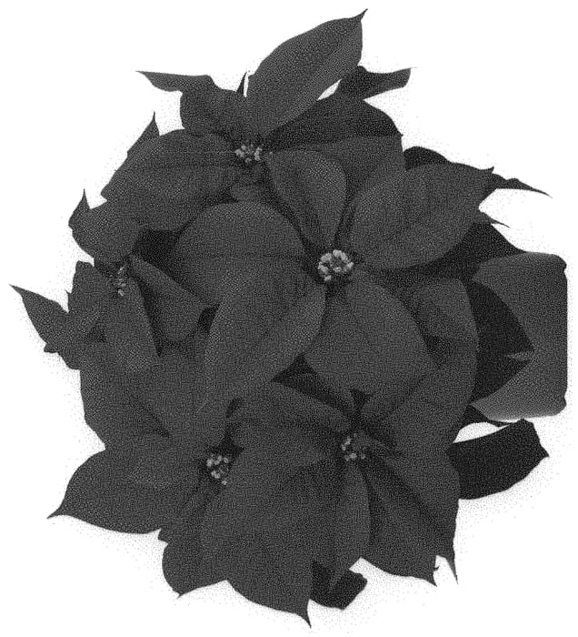 Figure 1 of US plant patent PP31922, the photograph of Dopoinatla printed in the patent.
