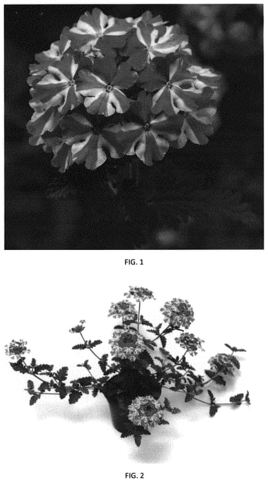Figure 1 of US plant patent PP31923, the photograph of VEAZ0054 printed in the patent.