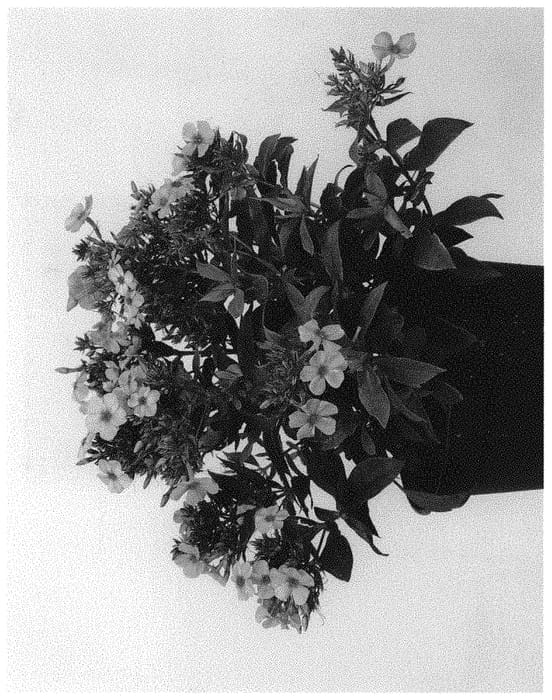 Figure 1 of US plant patent PP31924, the photograph of IFPHLFRS printed in the patent.
