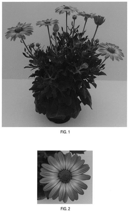Figure 1 of US plant patent PP31925, the photograph of Balsercoric printed in the patent.