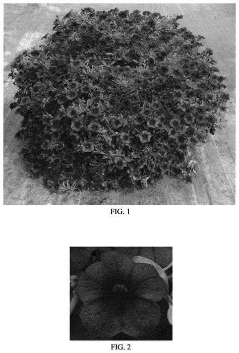 Figure 1 of US plant patent PP31926, the photograph of Balcabros20 printed in the patent.