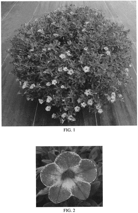 Figure 1 of US plant patent PP31927, the photograph of Balcabivor printed in the patent.