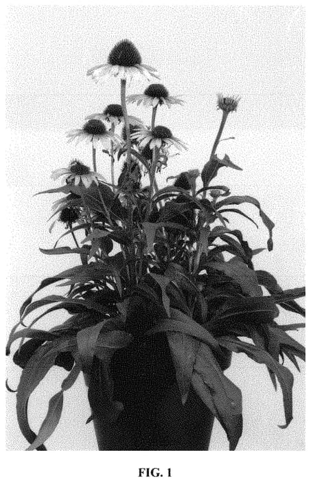 Figure 1 of US plant patent PP31928, the photograph of Parrot printed in the patent.