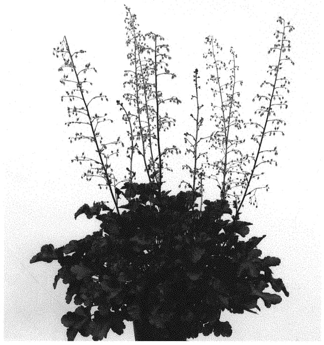 Figure 1 of US plant patent PP31929, the photograph of IFHEBBR printed in the patent.