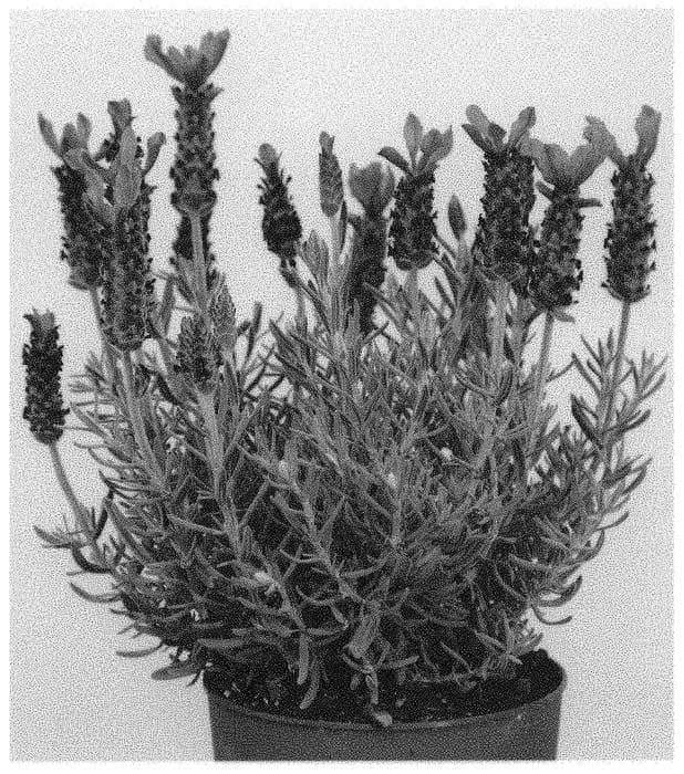 Figure 1 of US plant patent PP31930, the photograph of Anouk Deluxe 108 printed in the patent.