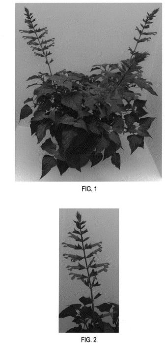 Figure 1 of US plant patent PP31931, the photograph of Roman Red printed in the patent.