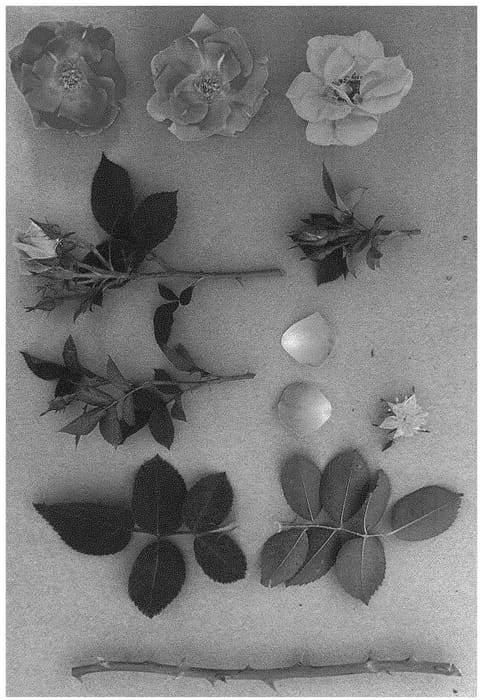 Figure 1 of US plant patent PP31932, the photograph of WEKpumpahor printed in the patent.