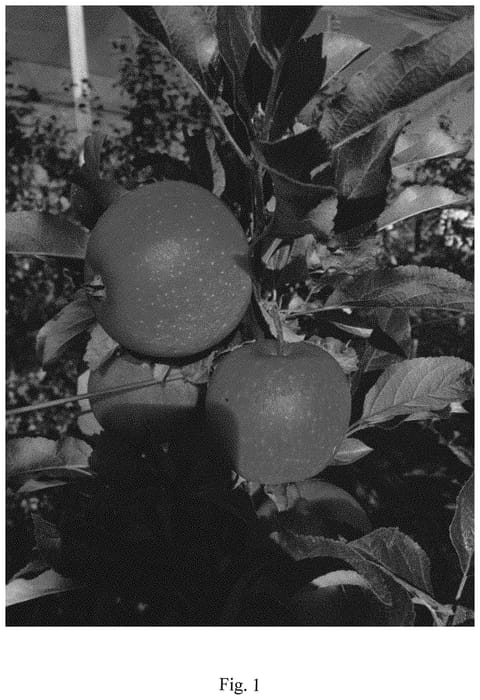 Figure 1 of US plant patent PP31933, the photograph of Bay 4029 printed in the patent.