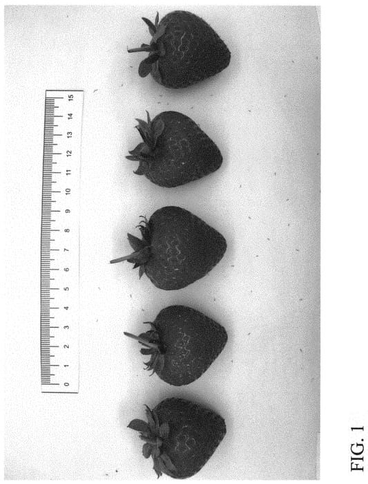 Figure 1 of US plant patent PP31935, the photograph of DrisStrawSeventyFour printed in the patent.