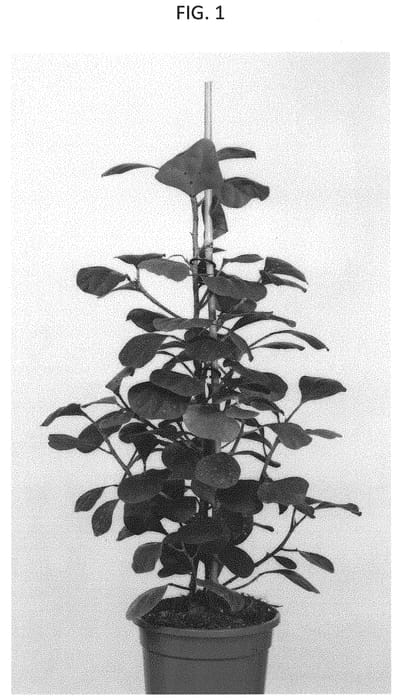 Figure 1 of US plant patent PP31936, the photograph of ESFIDE162 printed in the patent.