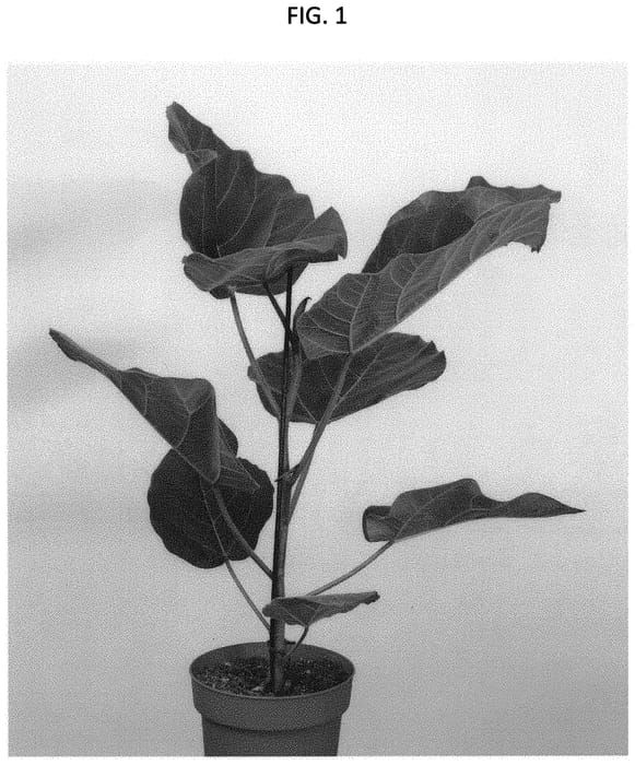 Figure 1 of US plant patent PP31937, the photograph of ESPE1803 printed in the patent.