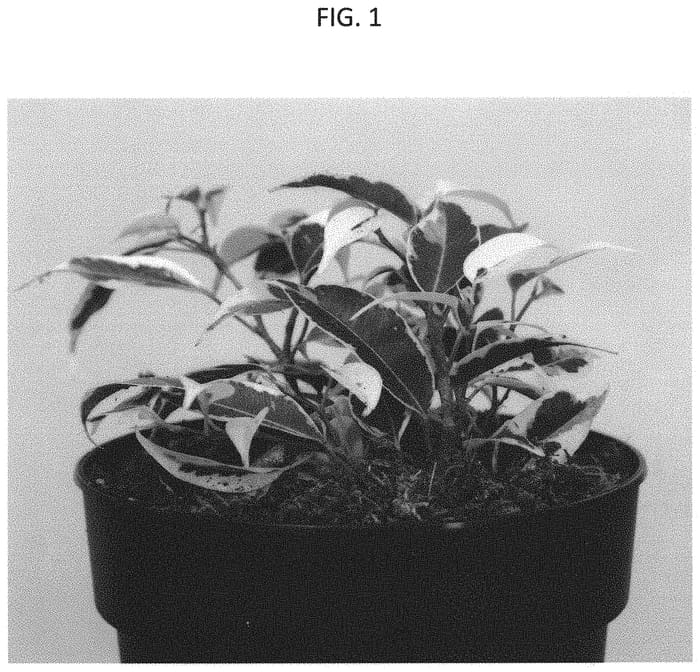 Figure 1 of US plant patent PP31938, the photograph of ESPE1703 printed in the patent.