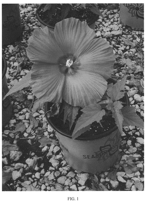 Figure 1 of US plant patent PP31939, the photograph of 15734-1 GR printed in the patent.