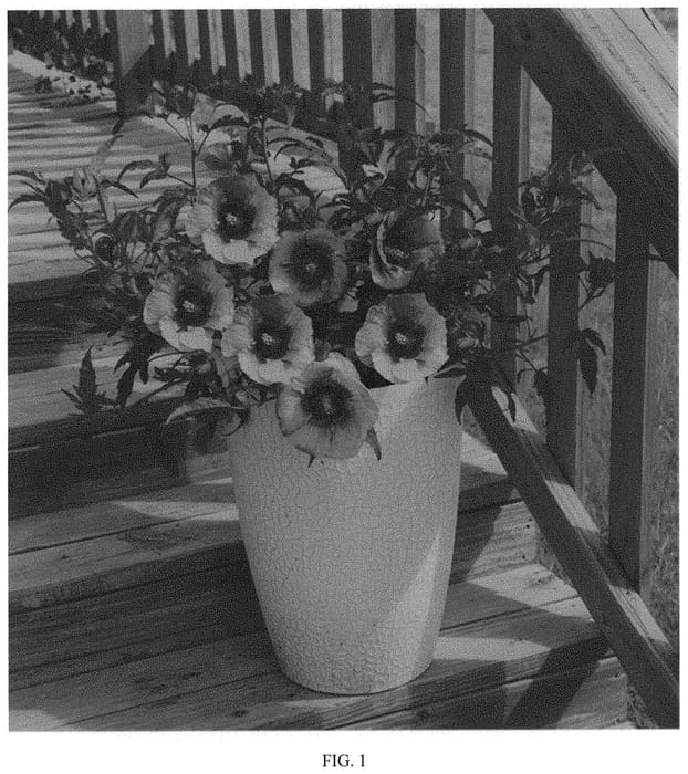 Figure 1 of US plant patent PP31940, the photograph of 15714-1N printed in the patent.