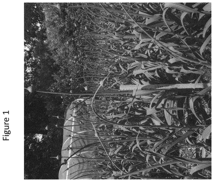 Figure 1 of US plant patent PP31941, the photograph of MMG1 printed in the patent.
