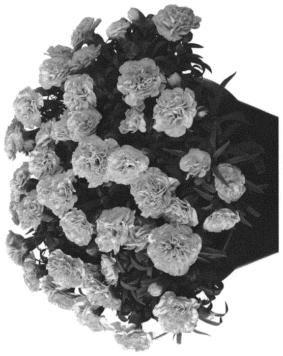 Figure 1 of US plant patent PP31942, the photograph of Hilbechapell printed in the patent.