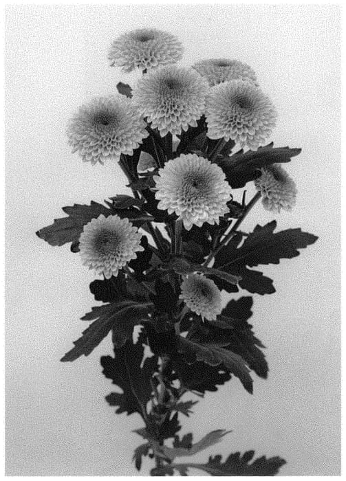 Figure 1 of US plant patent PP31943, the photograph of DLFJAM3 printed in the patent.