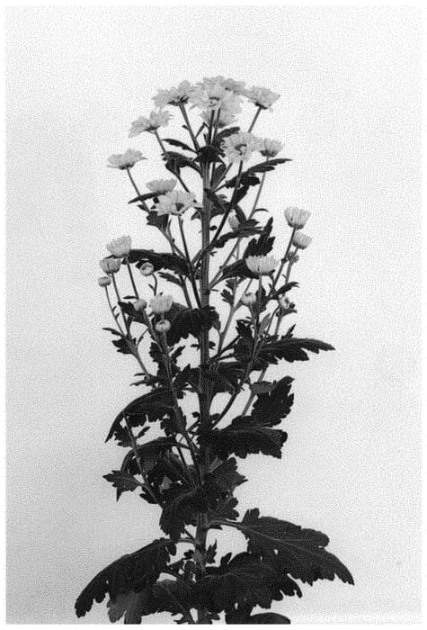 Figure 1 of US plant patent PP31944, the photograph of DLFVIBE2 printed in the patent.
