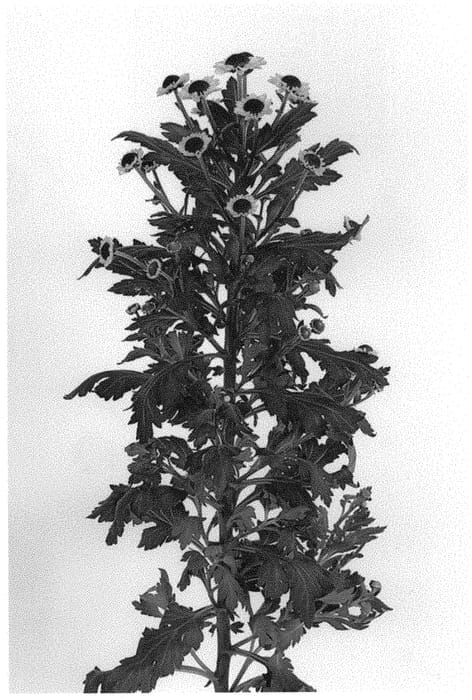 Figure 1 of US plant patent PP31945, the photograph of DLFYIN2 printed in the patent.