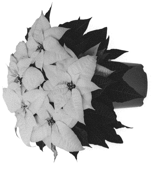 Figure 1 of US plant patent PP31946, the photograph of Duepowhiwon printed in the patent.