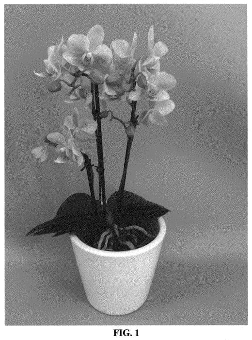 Figure 1 of US plant patent PP31947, the photograph of PHALFOMZYN printed in the patent.