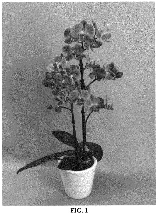 Figure 1 of US plant patent PP31948, the photograph of PHALFOTJ printed in the patent.