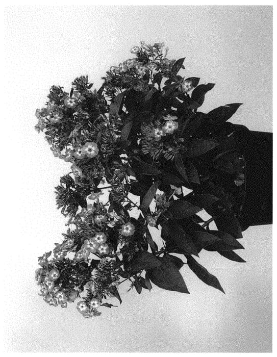 Figure 1 of US plant patent PP31949, the photograph of IFPHLFC printed in the patent.