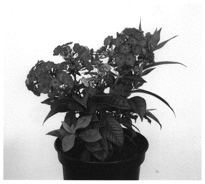 Figure 1 of US plant patent PP31950, the photograph of IFPHLFM printed in the patent.