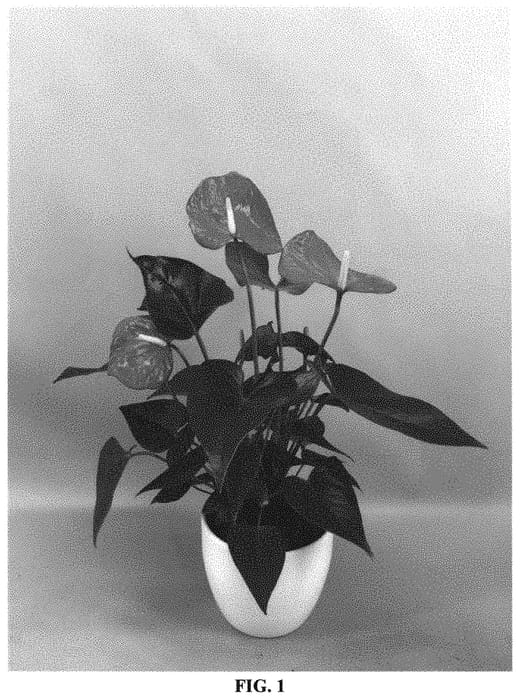 Figure 1 of US plant patent PP31951, the photograph of ANTHFESCID printed in the patent.