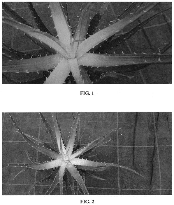 Figure 1 of US plant patent PP31952, the photograph of BAGCO01 printed in the patent.