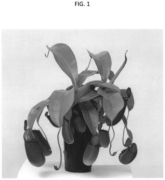 Figure 1 of US plant patent PP31953, the photograph of CANTNEPDCA printed in the patent.
