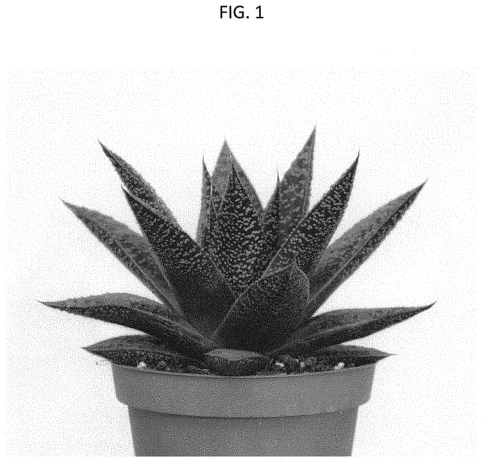 Figure 1 of US plant patent PP31954, the photograph of AMIHAW1811 printed in the patent.