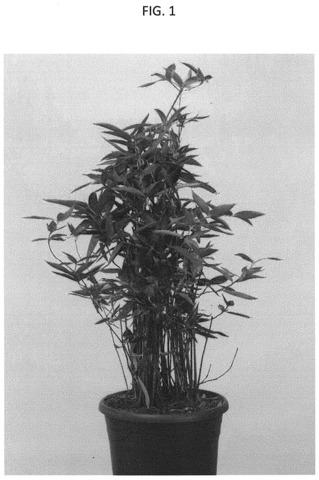Figure 1 of US plant patent PP31955, the photograph of CANTIK printed in the patent.
