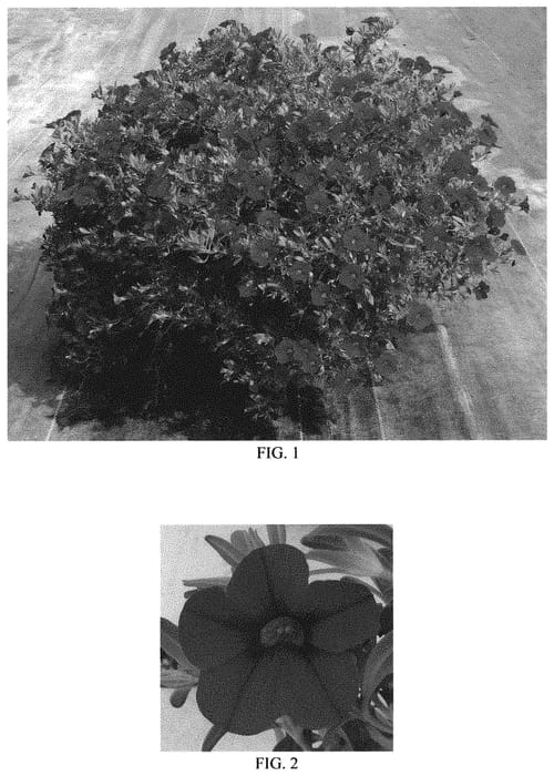 Figure 1 of US plant patent PP31956, the photograph of Balcabred20 printed in the patent.