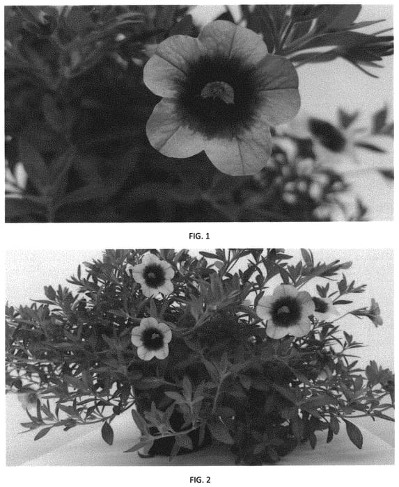 Figure 1 of US plant patent PP31957, the photograph of CBRZ0033 printed in the patent.