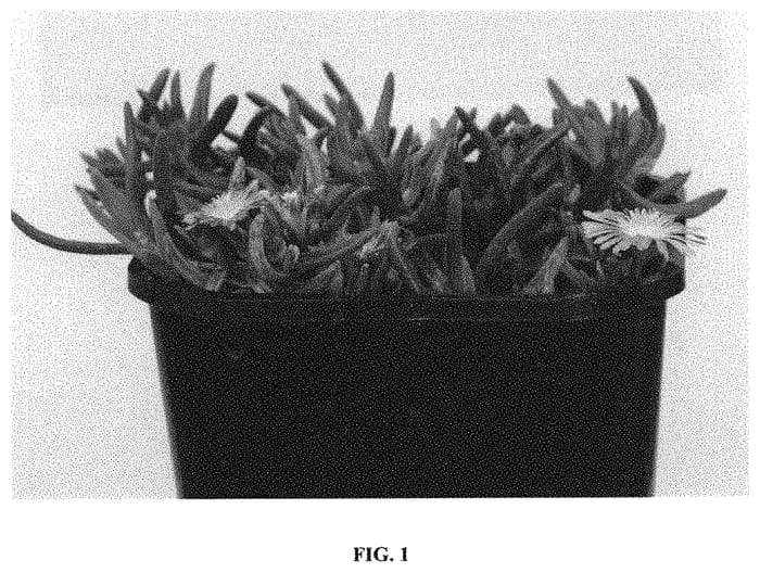 Figure 1 of US plant patent PP31958, the photograph of P15PY4 printed in the patent.