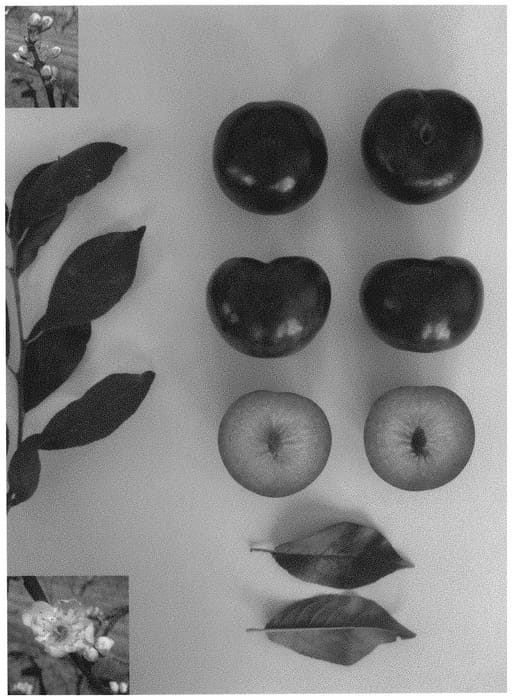 Figure 1 of US plant patent PP31959, the photograph of Blackred VII printed in the patent.
