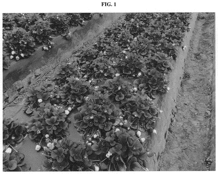 Figure 1 of US plant patent PP31960, the photograph of BG-10.3181 printed in the patent.