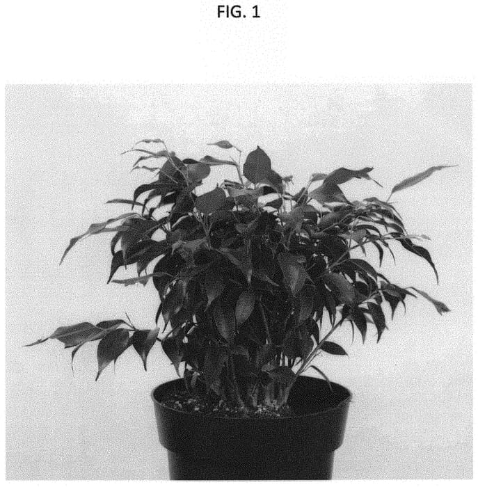 Figure 1 of US plant patent PP31961, the photograph of ESPE1702 printed in the patent.