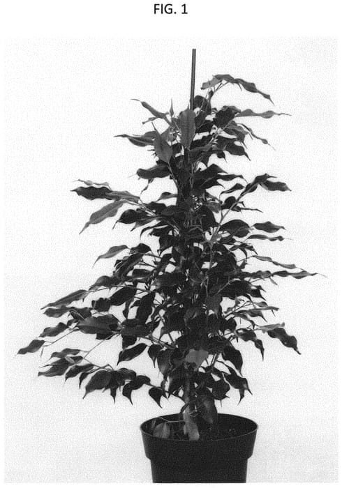 Figure 1 of US plant patent PP31962, the photograph of ESFIBE1801 printed in the patent.