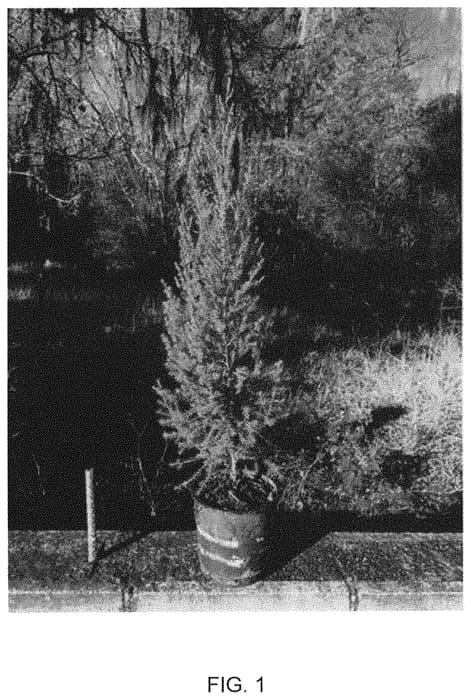Figure 1 of US plant patent PP31963, the photograph of CAN-SRC1 printed in the patent.