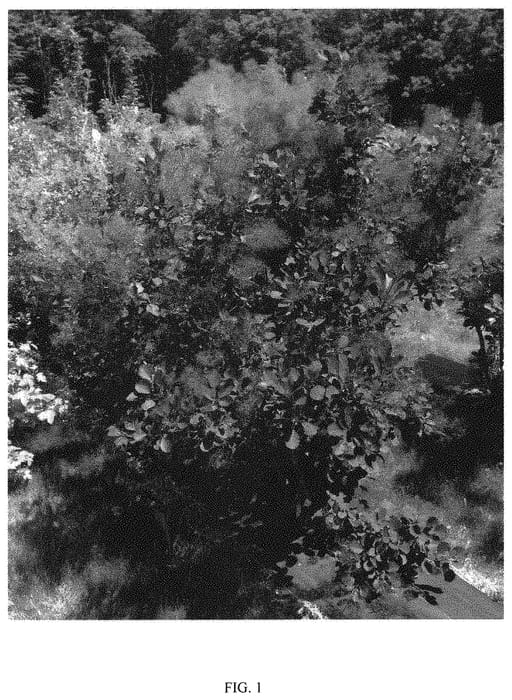 Figure 1 of US plant patent PP31964, the photograph of SMCCDLP printed in the patent.