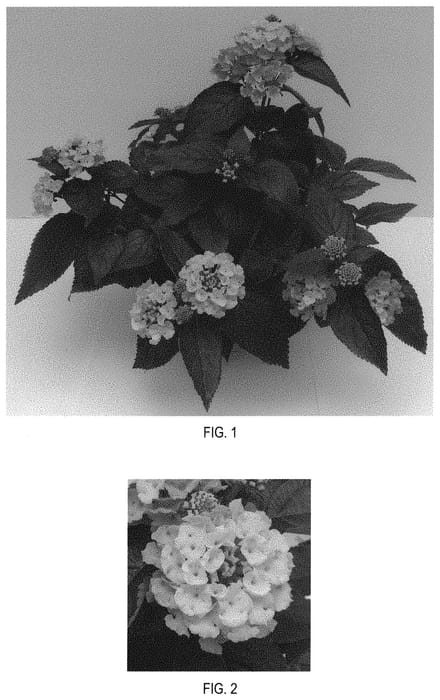 Figure 1 of US plant patent PP31965, the photograph of Baloomang printed in the patent.