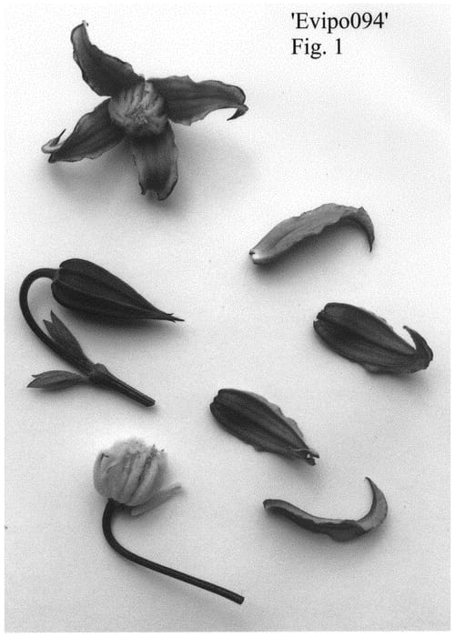 Figure 1 of US plant patent PP31966, the photograph of Evipo094 printed in the patent.
