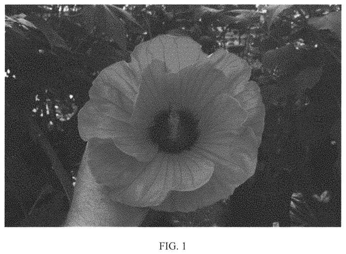 Figure 1 of US plant patent PP31967, the photograph of 15353-2N printed in the patent.