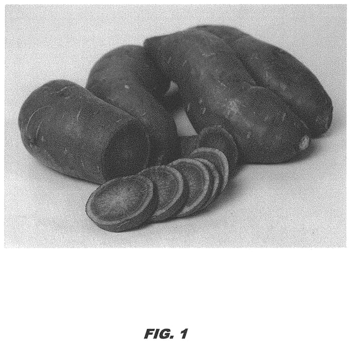 Figure 1 of US plant patent PP31968, the photograph of LA17-120 printed in the patent.