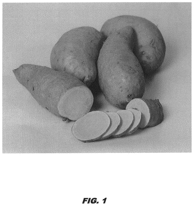 Figure 1 of US plant patent PP31969, the photograph of LA17-40 printed in the patent.