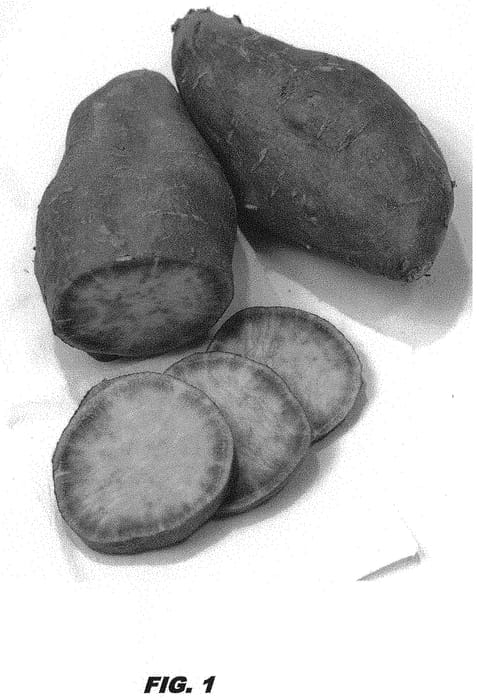Figure 1 of US plant patent PP31970, the photograph of LA08-21P printed in the patent.