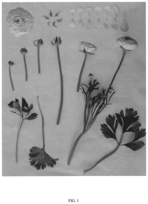 Figure 1 of US plant patent PP31971, the photograph of ABTANATOS printed in the patent.